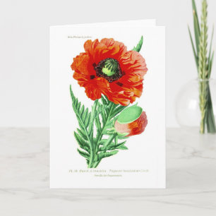 Carte Bracteatum papaver