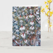 Carte Branches de neige sur pin Art Christmas Card (Fleur jaune)