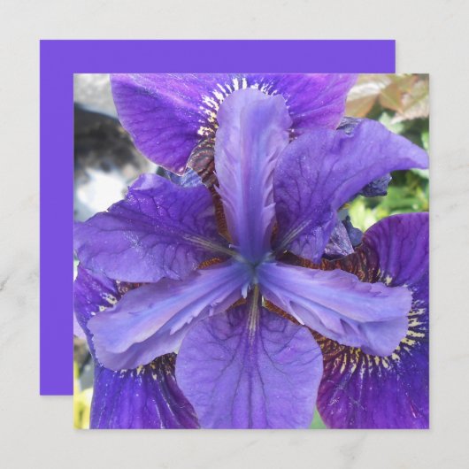 Carte Brandeis (Devant / Derrière)