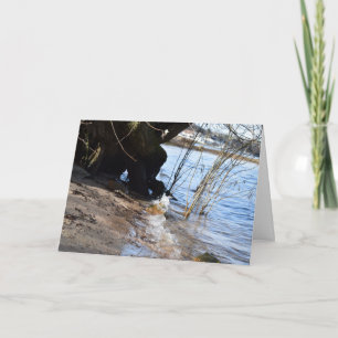 Carte Breakers, Beachlife