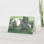 Carte Brebis et agneau  (Devant)