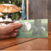 Carte Brebis et agneau 