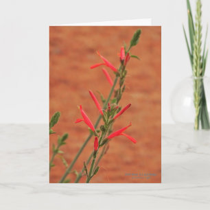 Carte Bright Red Desert Fleurs sauvages Hummingbird Bush