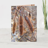 Carte Bristly Locust (Devant)