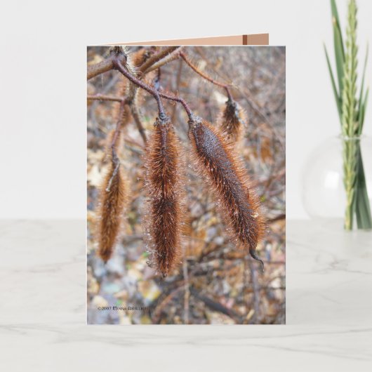 Carte Bristly Locust (Devant)