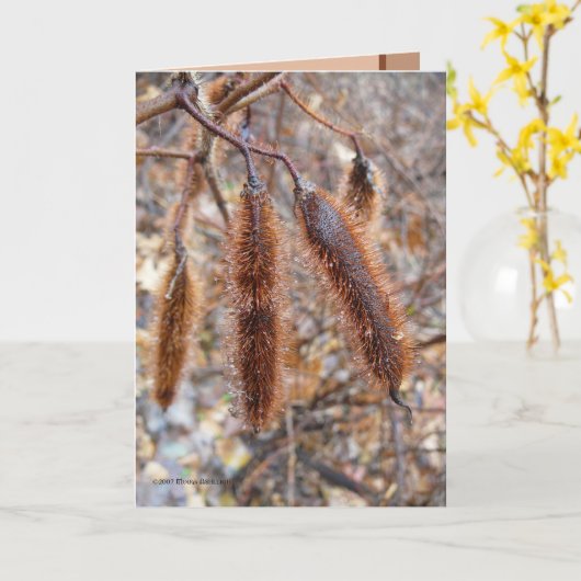 Carte Bristly Locust (Fleur jaune)