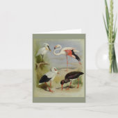 Carte British Birds, Illustrations D'Art (Devant)
