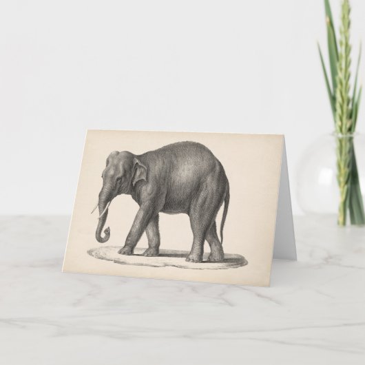 Carte Brodtmann Elephant Sketch (Devant)