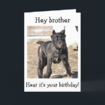 CARTE BROTHER-ITALIAN CANE CORSO<br><div class="desc">THIS ITALIAN CANE CORSO IS READY TO SAY "JOYEUX ANNIVERSAIRE DE YOUR BROTHER !"</div>