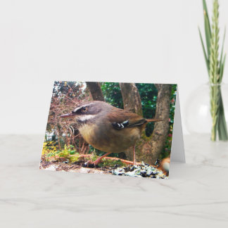 Carte Browed blancs frottent le roitelet. Oiseau