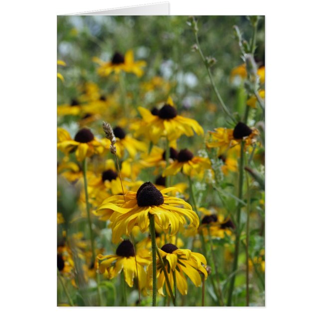 Carte Brown Eyed Susan (Devant)