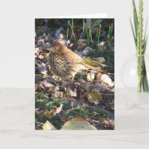 Carte Brown Thrasher, Sunshine