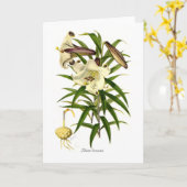 Carte Brownii de Lilium (Fleur jaune)