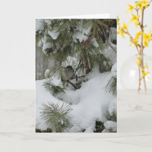 Carte Bruant Dans À feuillage persistant Neige (Fleur jaune)