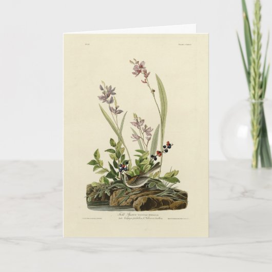 Carte Bruant de champ des oiseaux d'Amérique d'Audubon (Devant)