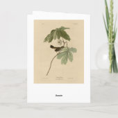 Carte Bruant des marais des oiseaux d'Amérique d'Audubon (Dos)