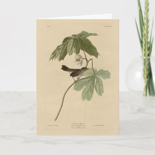 Carte Bruant des marais des oiseaux d'Amérique d'Audubon (Devant)