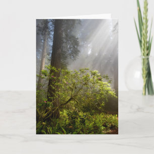 Carte Brume matinale sur Rhododendron