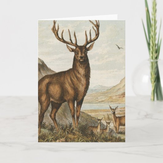 Carte Buck et Deer (Devant)