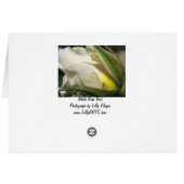 Carte Bud Rose blanche (Dos Horizontal)