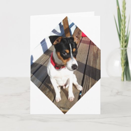 Carte Buddy - Rat Terrier (Devant)