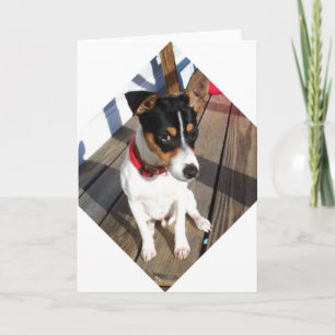 Carte Buddy - Rat Terrier