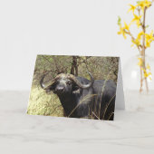 Carte Buffalo de cap (Fleur jaune)
