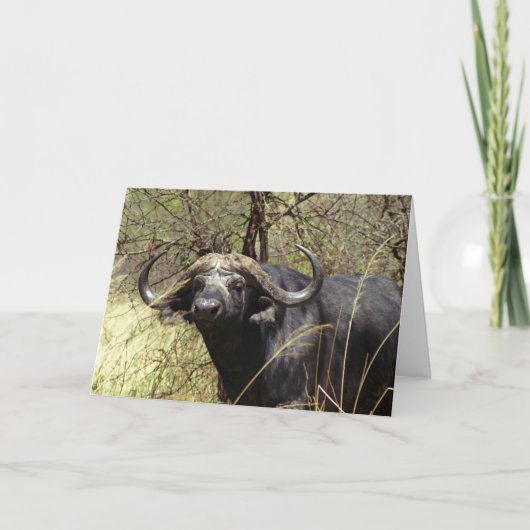 Carte Buffalo de cap (Devant)