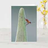 Carte Bug Nyph (Fleur jaune)