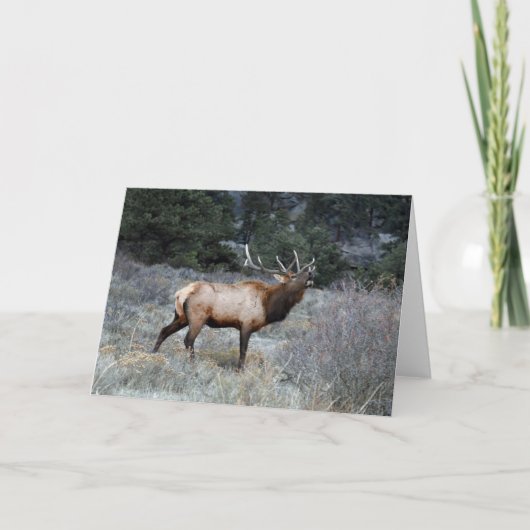 Carte Bull Elk (Devant)