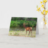 Carte Bull Elk dans la chaîne nationale de bisons, Monta (Fleur jaune)