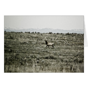 Carte Bull Elk P2800