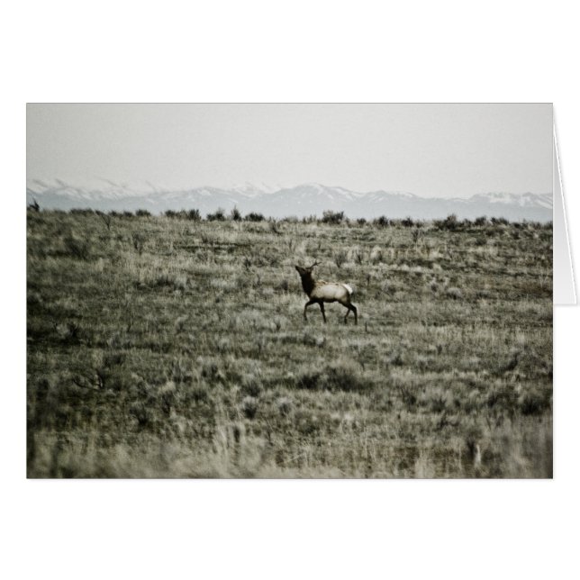 Carte Bull Elk P2800 (Devant Horizontal)