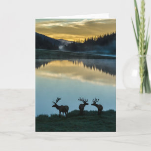 Carte Bull Elks Silhouetté Poudre Lac Sunrise