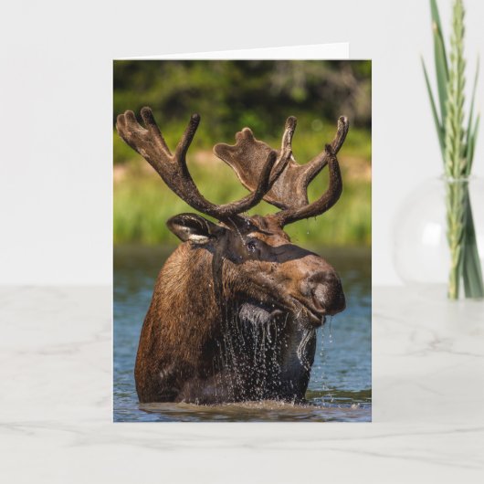 Carte Bull Moose | Parc national du Glacier Montana (Devant)
