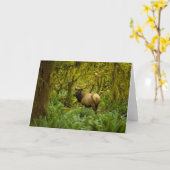 Carte Bull Roosevelt Elk (Fleur jaune)