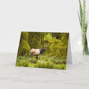 Carte Bull Roosevelt Elk Debout Dans Le Pré