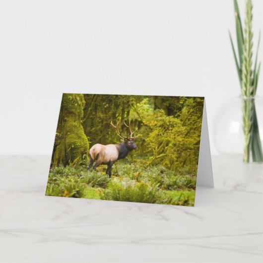 Carte Bull Roosevelt Elk Debout Dans Le Pré (Devant)