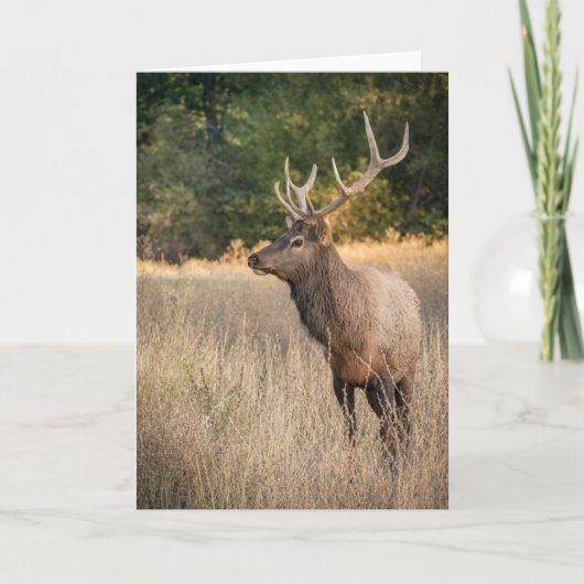 Carte Bull Roosevelt Elk in grass | Washington State (Devant)