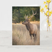Carte Bull Roosevelt Elk in grass | Washington State (Fleur jaune)