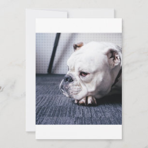 Carte bulldog