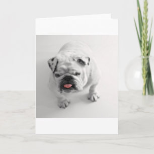Carte bulldog dans bw