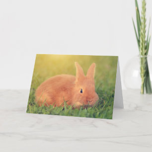 Carte Bunny Dit Salut