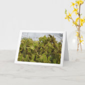 Carte Bunny Ears Cactus, Opuntia Microdasys (Fleur jaune)