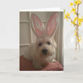 Carte Bunny Westhighland (Fleur jaune)