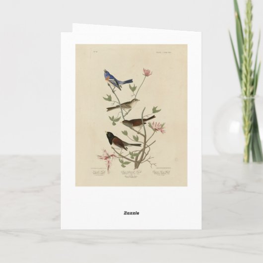 Carte Bunting, Sparrow, Junco, (Finches) Oiseaux d'Audub (Dos)