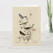 Carte Bunting, Sparrow, Junco, (Finches) Oiseaux d'Audub (Devant)