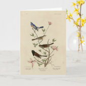 Carte Bunting, Sparrow, Junco, (Finches) Oiseaux d'Audub (Fleur jaune)