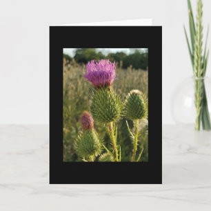 Carte Burdock Thistle