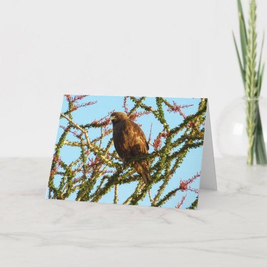 Carte Buse à queue rouge immature à Ocotillo Bush (Devant)